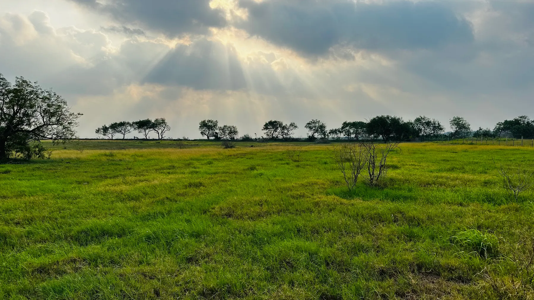 Open pasture and mesquite at Mesquitarosa Ranch
